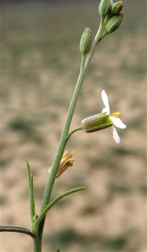Farsetia stylosa